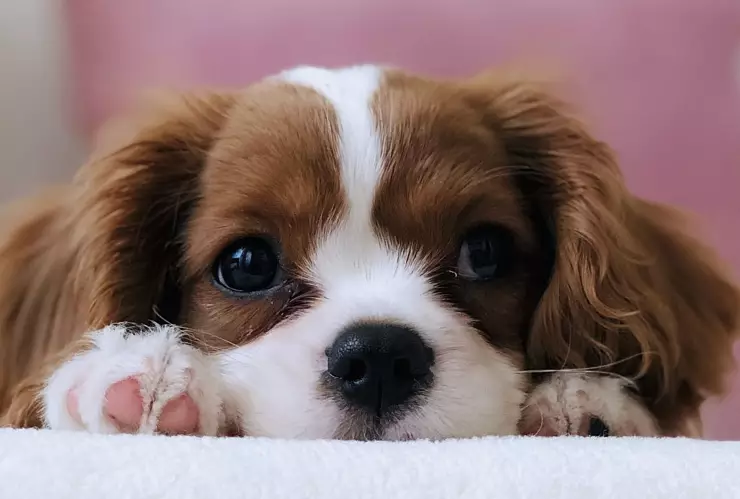 ¿Cómo saber si mi perro está deprimido?