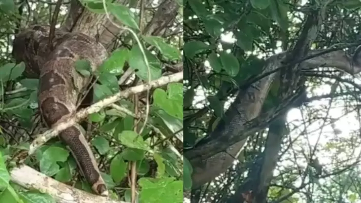 captan enorme boa en seye