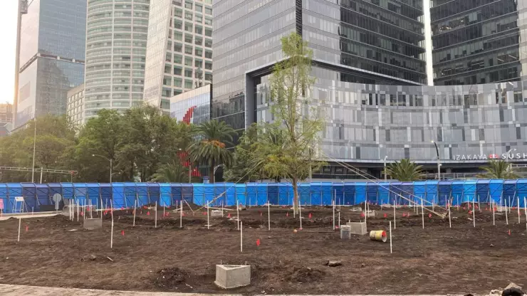 Nuevo ahuehuete en Paseo de la Reforma