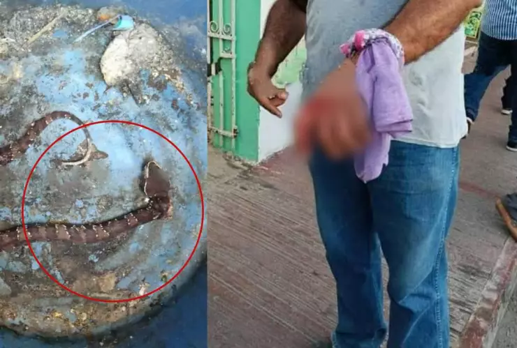 serpiente ataca a albañil en merida
