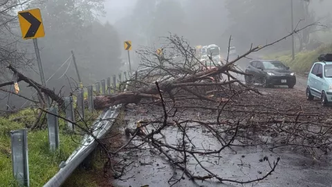 cae árbol en carretera de Veracruz