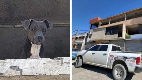 PERRO ABANDONADO.jpg