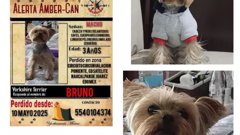 perros perdidos.jpeg