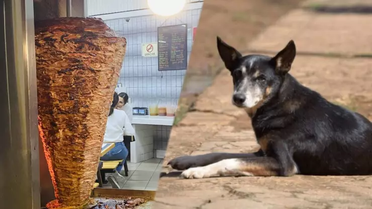 Engorda a perros para venderlo a taquerías.jpg