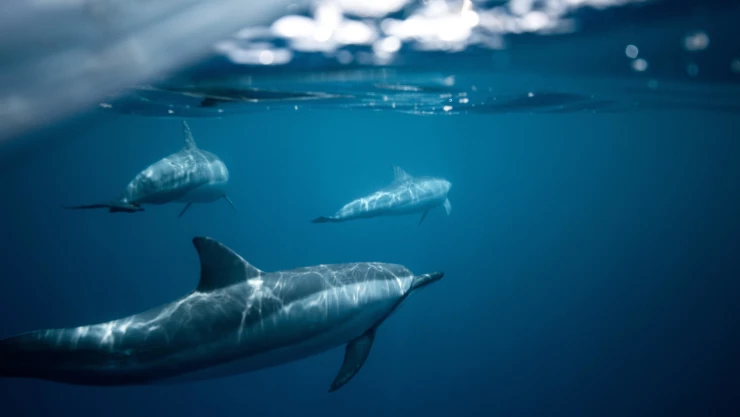 Día Mundial de las Ballenas y los Delfines