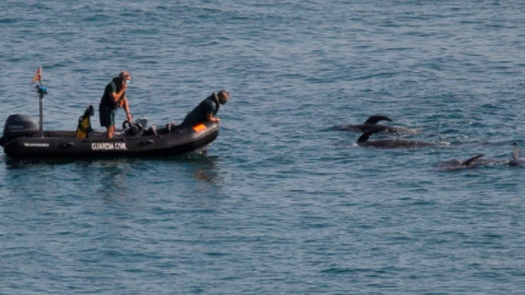 Ballenas varadas en España