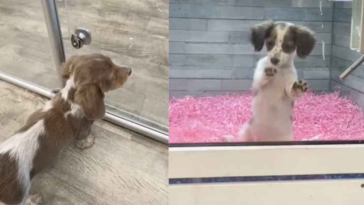 Reacción de un perro cuando adoptan a su amigo