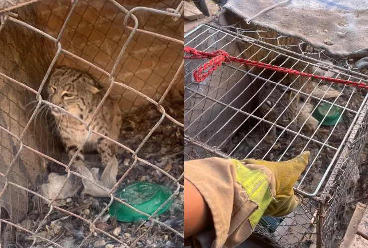 Capturan gato montés en casa de San Pedro Coahuila
