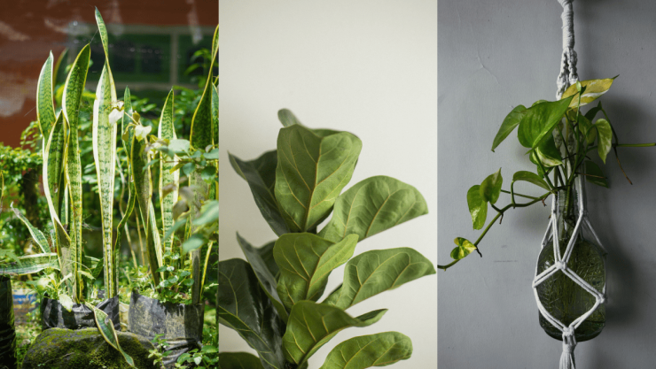 Estas son las mejores 5 plantas de interior que renovarán el ambiente.png