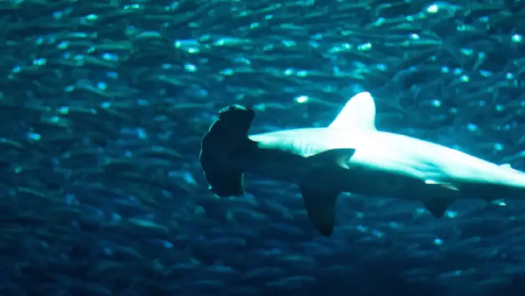 Video Captan nacimiento de tiburones en Cozumel