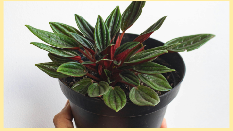 Peperomia