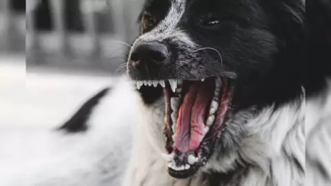 Jauría de perros ataca en Edomex