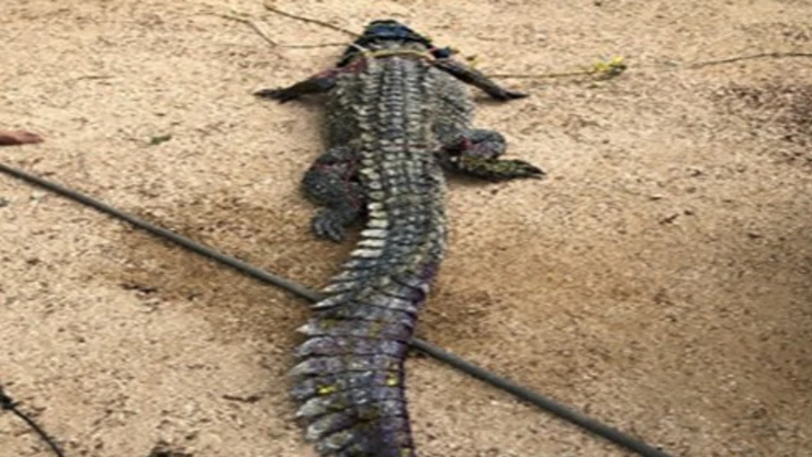 Cocodrilo