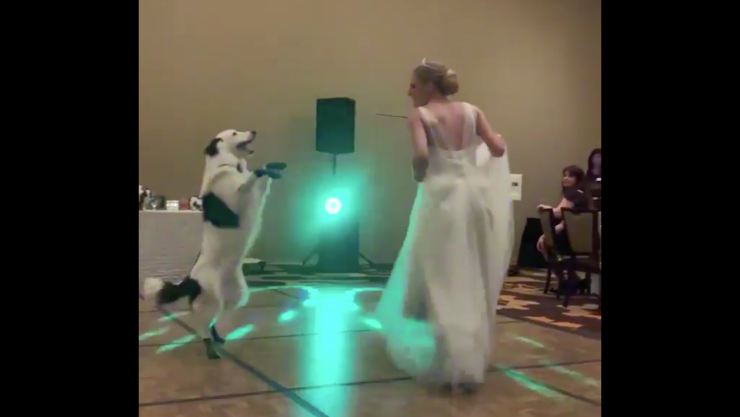Novia baila con su perro en el día de su boda