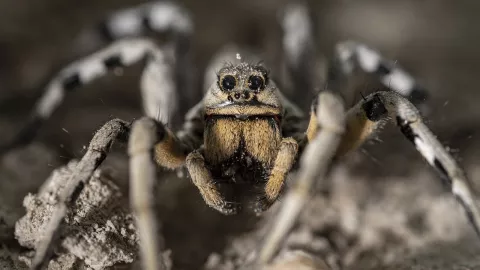 Las arañas pueden ser animales fascinantes para tener en tu casa