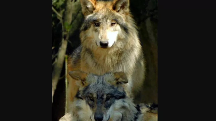 Murieron dos lobos mexicanos en el Zoológico de Chapultepec