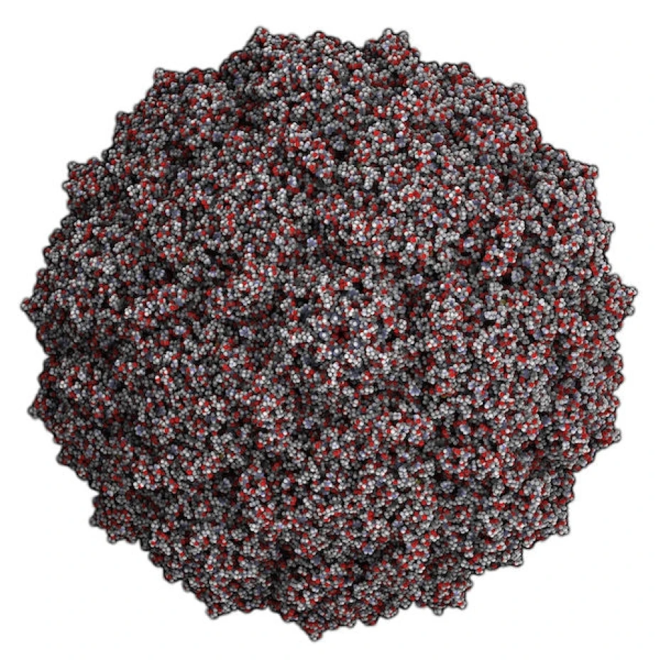 Virus Coxsackie