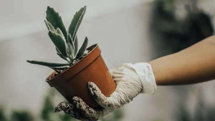 Guía básica para saber si debes cambiar a tu planta de maceta