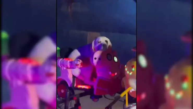 Perritos suben a juego mecánico y se hacen virales (VIDEO)
