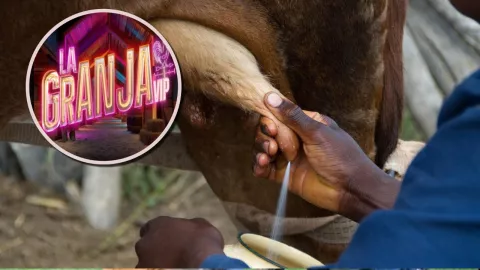 CLAVES PARA ORDEÑAR VACAS.jpg