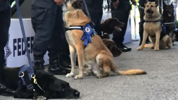 Perros jubilados PF