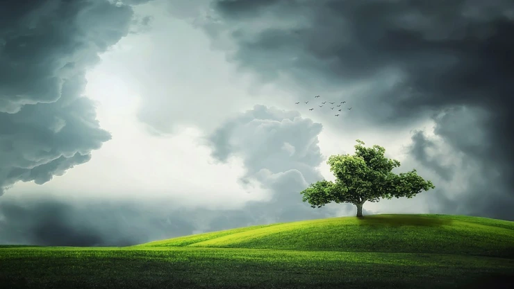 Día Nacional del Árbol