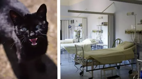 Investigan caso de rabia humana