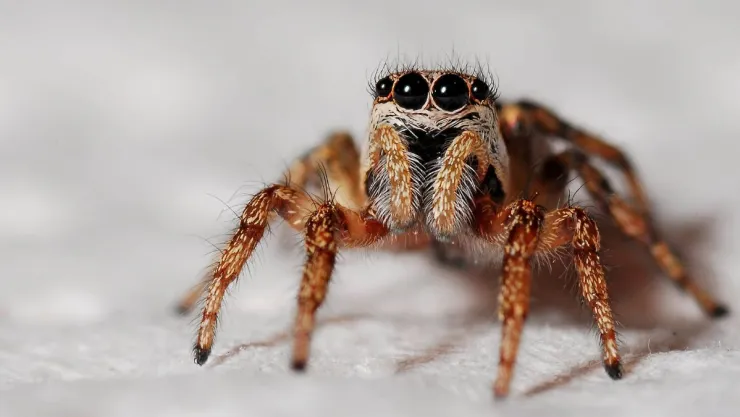 la araña más rápida del mundo