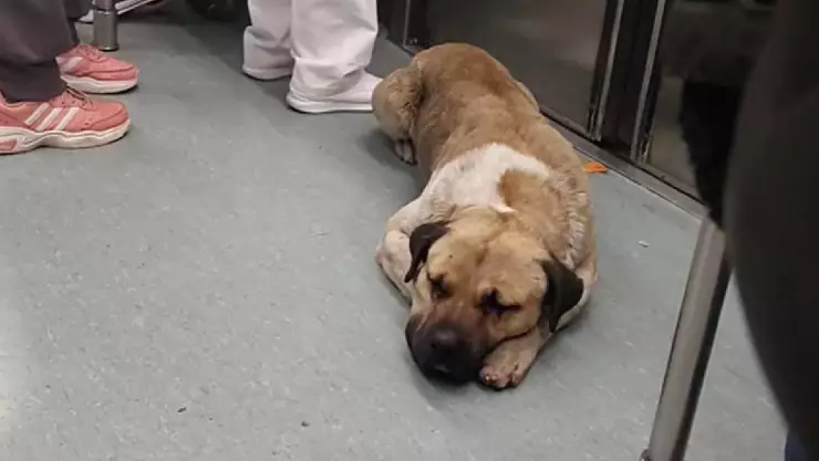 Un perrito causó sensación en redes sociales y TikTok luego de que viajara como todo un experto en el Metro CDMX.