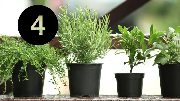 Estas son las 4 hierbas aromáticas que debes sembrar en octubre en tu huerto casero