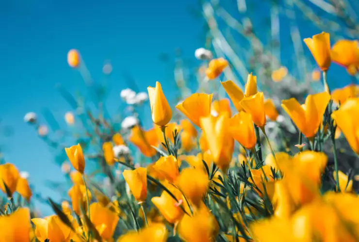 fenómenos astronómicos marzo