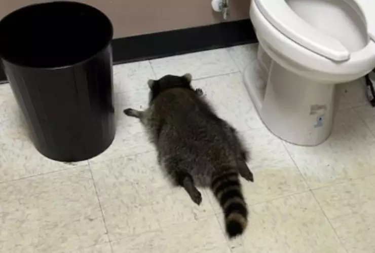 Autoridades explican qué pasó con el mapache encontrado dentro de una tienda de alcohol en Virginia