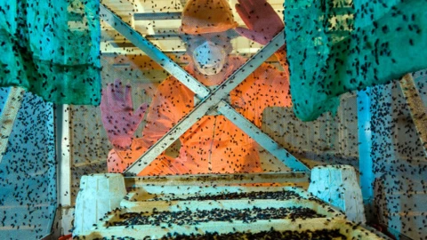 Gusano barrenador: ¿Cuál es la plaga que mantiene en alerta a México?