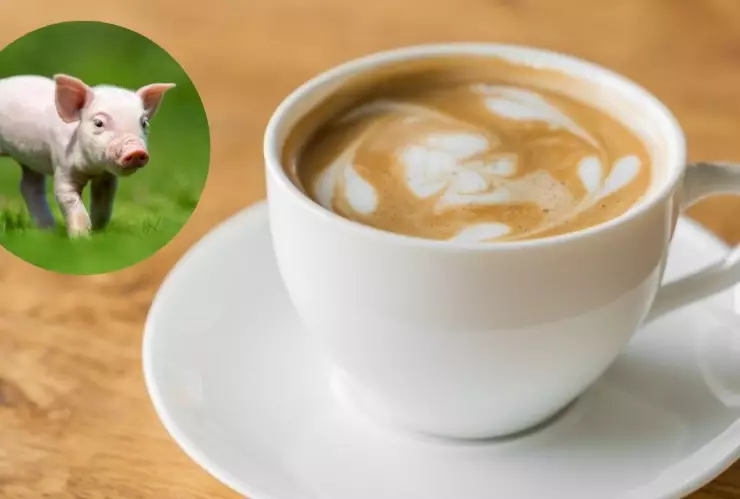 Café sabor a cerdo