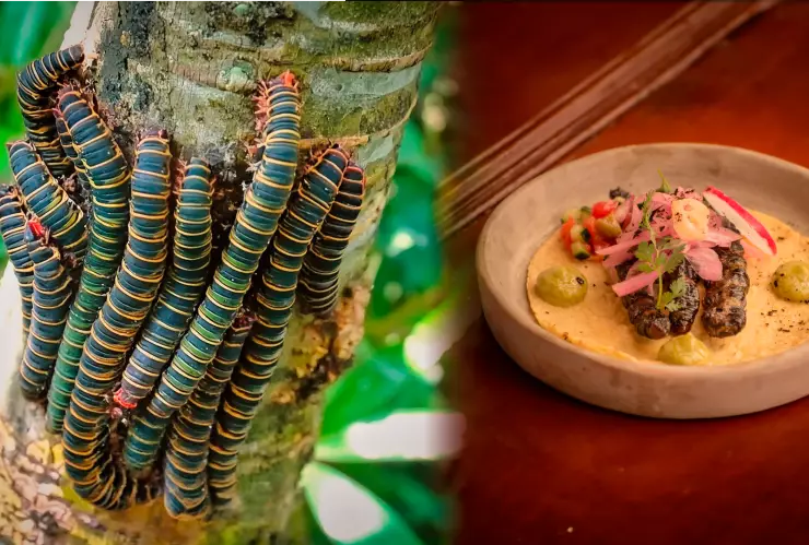 Gusanos comestibles de Chiapas: Zats