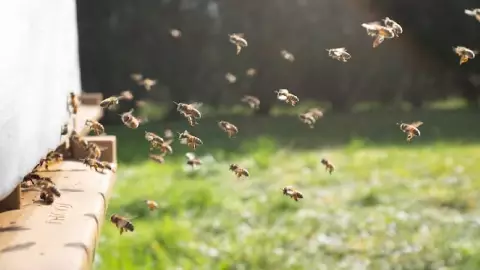¡Trágica MUERTE! Abejas matan a un hombre en la avenida Chac Mool de Cancún