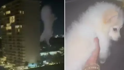 Detienen a extranjero por lanzar a su perro por el balcón en Cancún (1).jpg