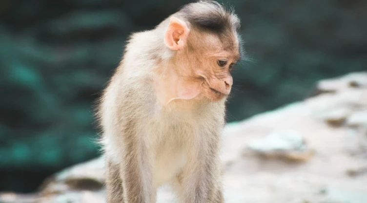 video mono zoológico cigarro.jpg