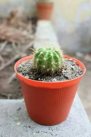5 plantas de interior pequeñas que puedes poner en la sala o el dormitorio: se ven realmente aesthetic
