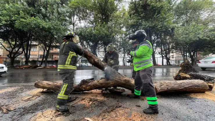 lluvia-caída-de-árboles-metro-cdmx.jpg