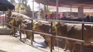 Expo ganadera 22 octubre 2025.jpg