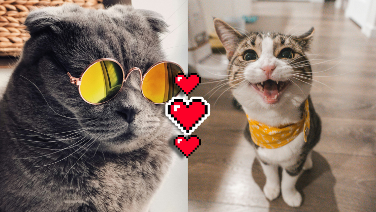 ¿Gatificación, el secreto para que tu gato viva 15 años y no sólo 7_ Esto REVELARON los expertos.webp