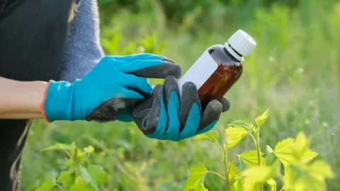 ¿Cómo preparar un insecticida con vinagre blanco y canela? Esta es la fórmula
