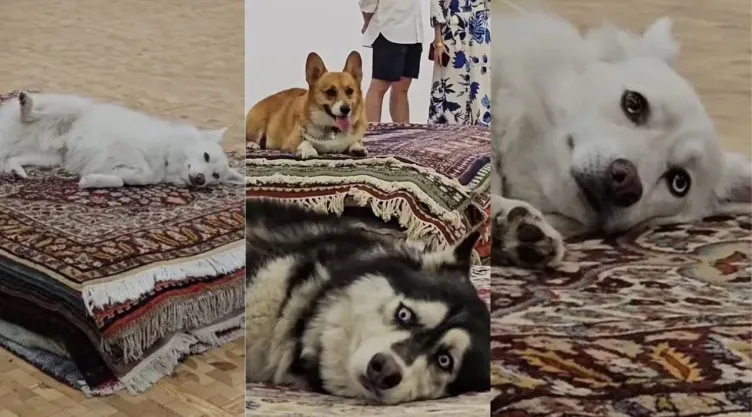 Así era el performance de perros de la exposición ‘Casts’