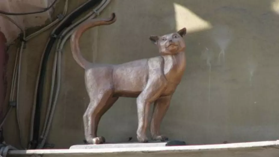 gato