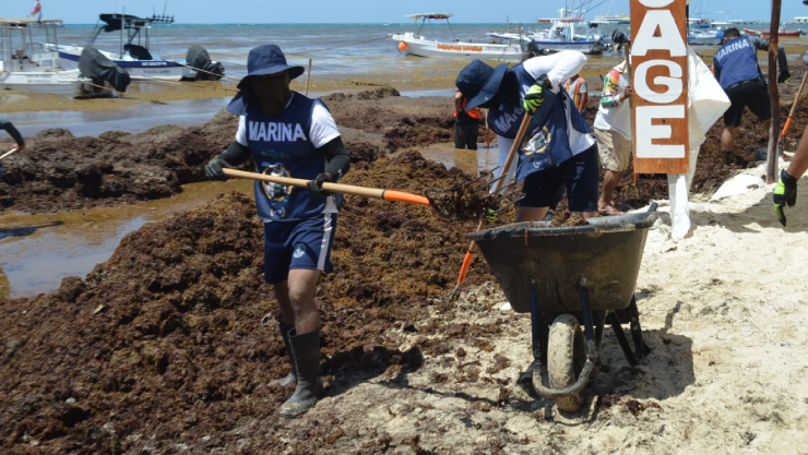 El Sargazo llega a las Playas de Quintana Roo: Esto se sabe de la alga en el Caribe Mexicano