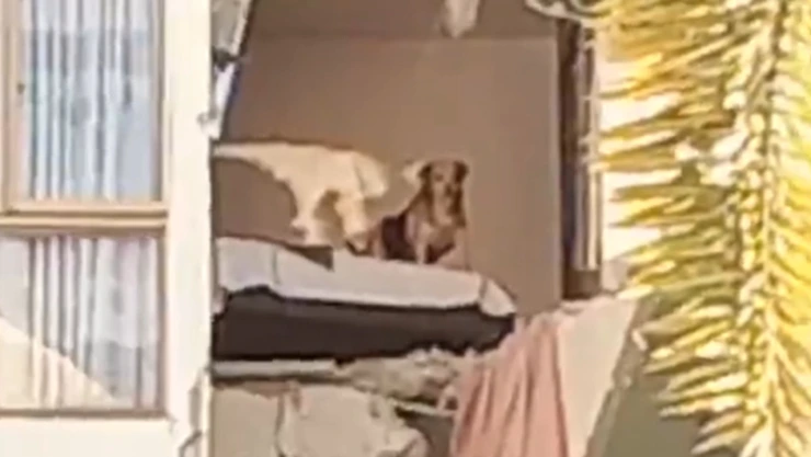 Salvan a perrita Kiara atrapada tras sismo en Colombia