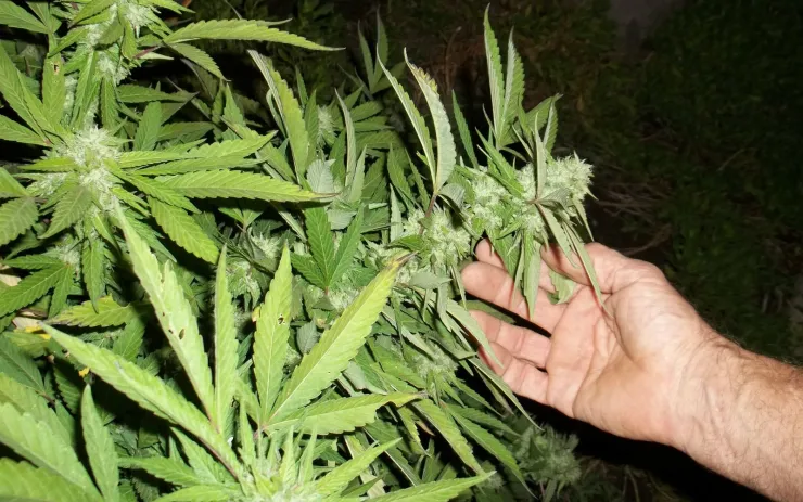 méxico plantea despenalizacion de la marihuana