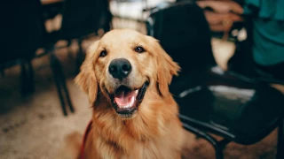 “anti-envejecimiento” para perros