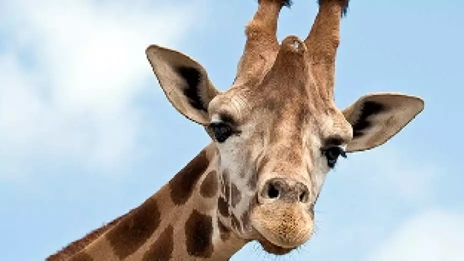 animales